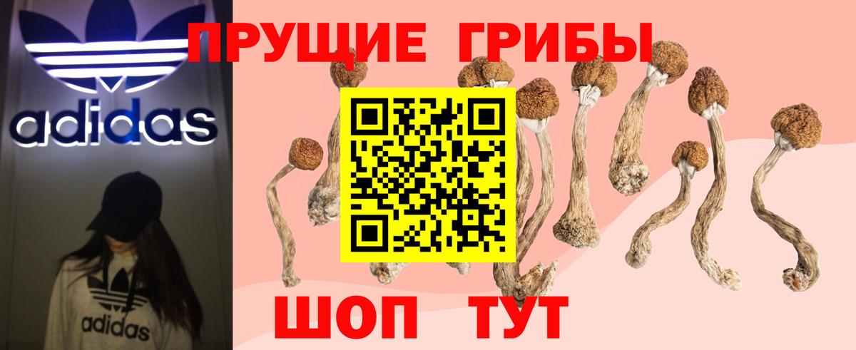Галлюциногенные грибы Psilocybe  Вход с VPN  Псилоцибиновые грибы GOLDEN TEACHER  Ставрополь 